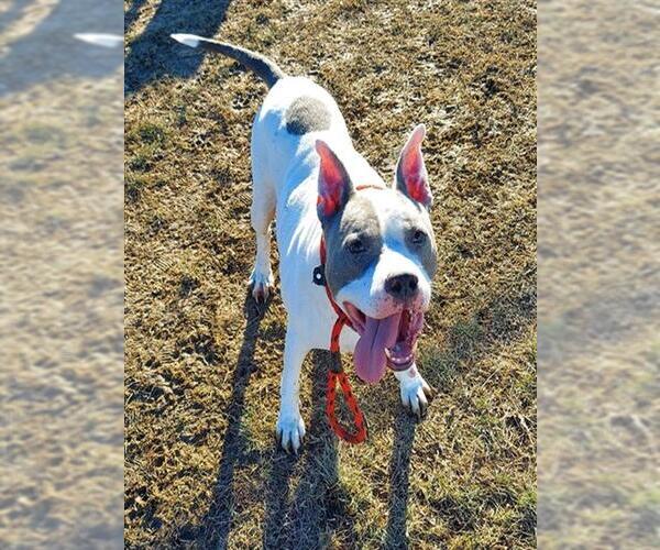 Medium Photo #1 Staffordshire Bull Terrier-Unknown Mix Puppy For Sale in Louisville, KY, USA