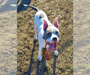 Staffordshire Bull Terrier-Unknown Mix Dogs for adoption in Louisville, KY, USA