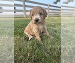 Small Photo #20 Goldendoodle Puppy For Sale in FREDERICA, DE, USA