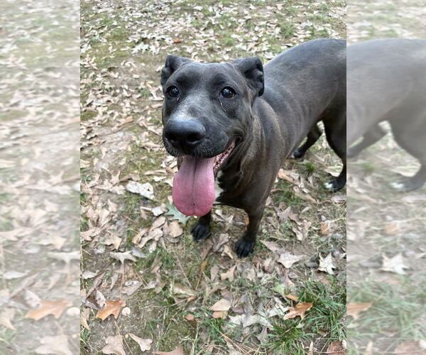 Medium Photo #4 American Pit Bull Terrier-Unknown Mix Puppy For Sale in Boston, MA, USA