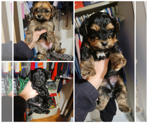 Poodle (Toy)-Yorkshire Terrier Mix Puppy for sale in BROOKPARK, OH, USA