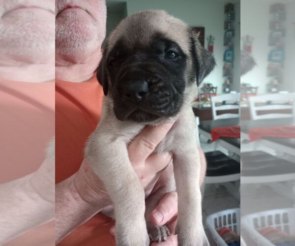 Medium Photo #1 Mastiff Puppy For Sale in TENN COLONY, TX, USA
