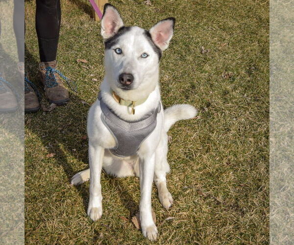 Medium Photo #4 Border Collie-Siberian Husky Mix Puppy For Sale in Huntley, IL, USA