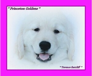 English Cream Golden Retriever Puppy for Sale in PRINCETON, West Virginia USA