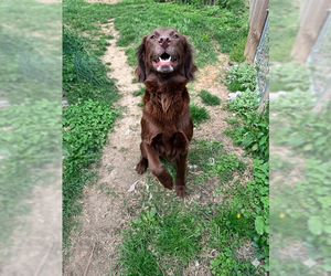Labrador Retriever Dogs for adoption in Evansville, IN, USA