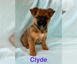 Small #1 Chorkie