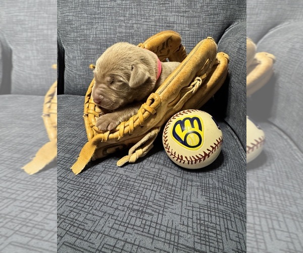 Medium Photo #5 Labrador Retriever Puppy For Sale in MODESTO, CA, USA