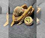 SALLY - Female Labrador Retriever Puppy for Sale - Photo #5