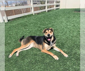 Marble - Female Australian Shepherd-Unknown Mix Dog for Adoption - Photo #3
