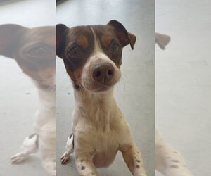 Carter #1284 - Male Jackshund Dog for Adoption - Photo #3