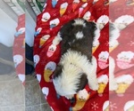 Small Photo #33 Saint Bernard Puppy For Sale in NEW MARKET, IA, USA