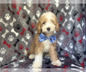 Cavapoo Puppy for sale in LAKELAND, FL, USA