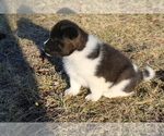 Small #9 Akita