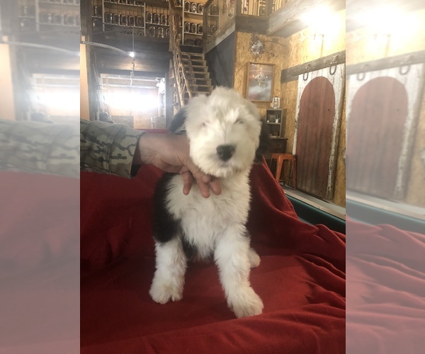 Medium Photo #5 Old English Sheepdog Puppy For Sale in MESICK, MI, USA