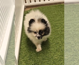 Pomeranian Puppy for sale in BERKLEY, MI, USA