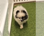 Small Pomeranian