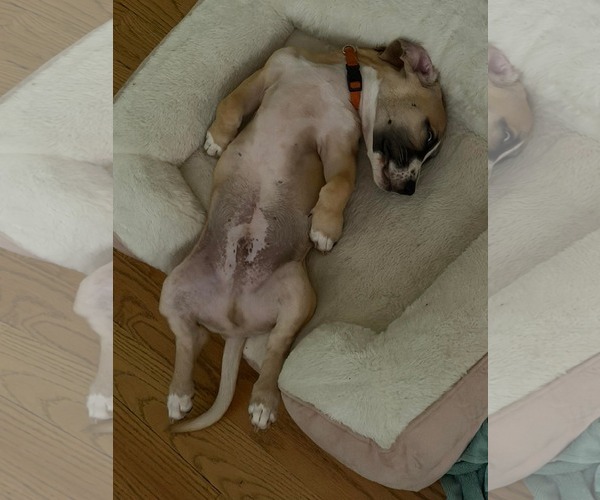 Medium Photo #5 Mutt Puppy For Sale in Derwood, MD, USA