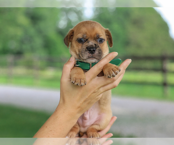 Medium Photo #3 Jug Puppy For Sale in LIBERTY, KY, USA