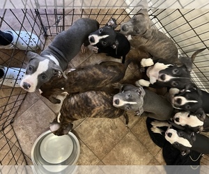 American Bully Puppy for sale in WASHINGTON, DC, USA