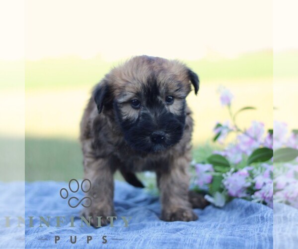 Medium Photo #3 Soft Coated Wheaten Terrier Puppy For Sale in LITITZ, PA, USA