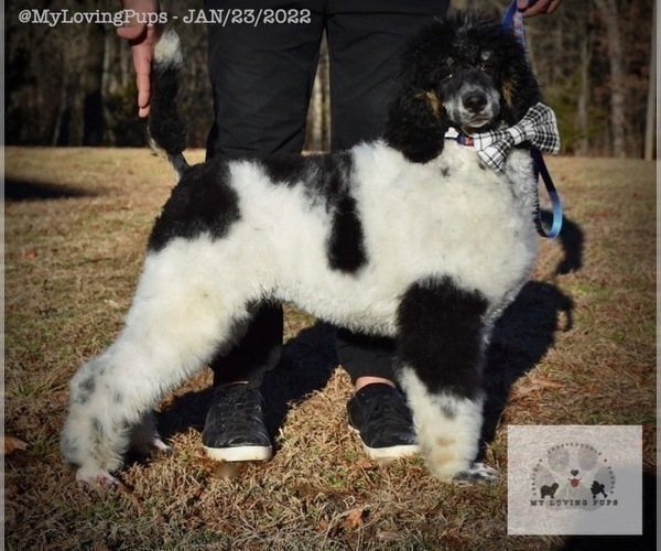 Medium Photo #2 Poodle (Standard) Puppy For Sale in MARIONVILLE, MO, USA