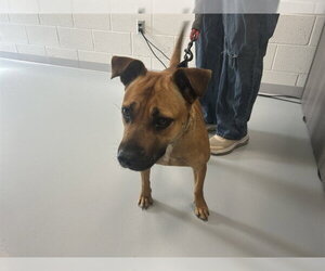 Black Mouth Cur-Unknown Mix Dogs for adoption in Ocala, FL, USA