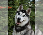 Small #4 Siberian Husky