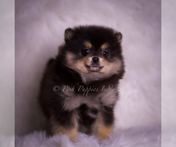 Medium Photo #108 Pomeranian Puppy For Sale in WARSAW, IN, USA