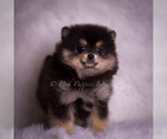 Small #7 Pomeranian