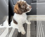 Puppy Kona Aussiedoodle