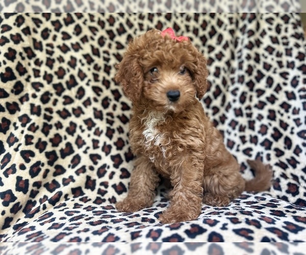Medium Photo #3 Cavapoo Puppy For Sale in LAKELAND, FL, USA