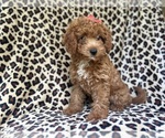 Small #2 Cavapoo