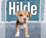 Small Photo #21 Olde English Bulldogge Puppy For Sale in NEOSHO, MO, USA