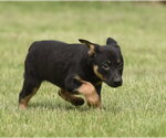 Small #3 Borador
