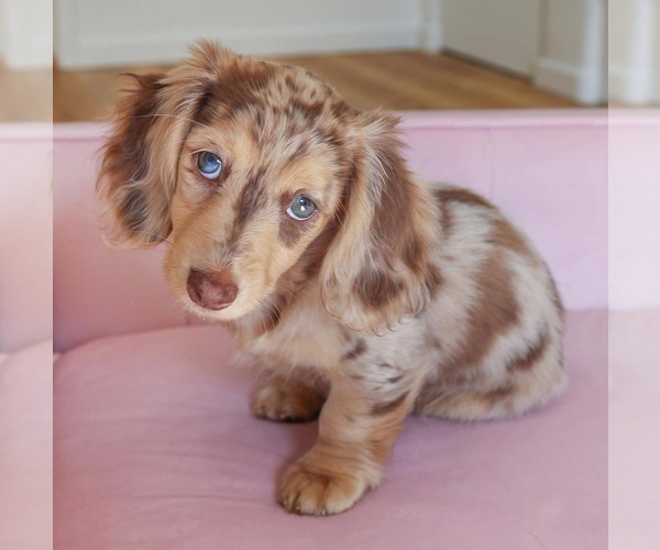 Medium Photo #1 Dachshund Puppy For Sale in WASHINGTON, DC, USA