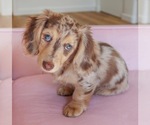 Teddy - Male Dachshund Puppy for Sale - Small photo