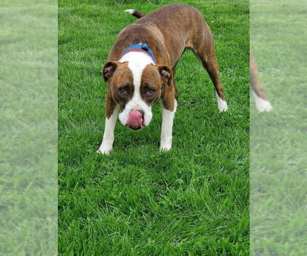 Medium Photo #19 American Pit Bull Terrier-Unknown Mix Puppy For Sale in Germantown, OH, USA