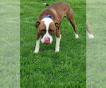 Small #18 American Pit Bull Terrier Mix