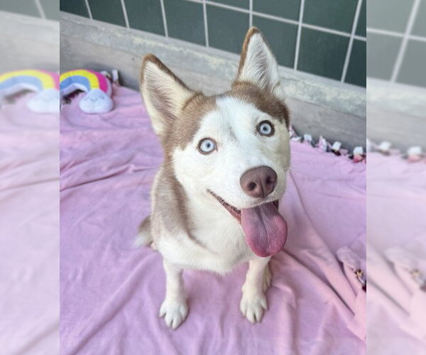 Medium Photo #3 Siberian Husky Puppy For Sale in Rancho Cucamonga, CA, USA