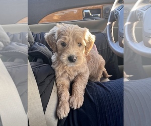 Goldendoodle Puppy for sale in INDEPENDENCE, MO, USA