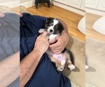 Small Photo #19 Australian Shepherd Puppy For Sale in GREER, SC, USA