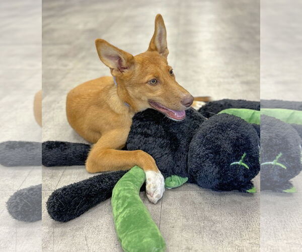 Medium Photo #5 Mutt Puppy For Sale in PIPE CREEK, TX, USA