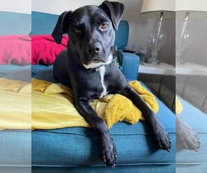 OREO - Female Labrador Retriever-Unknown Mix Dog for Adoption - Photo #3