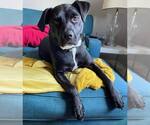 Small #2 Labrador Retriever Mix