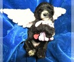 Small Photo #2 Sheepadoodle Puppy For Sale in GROVESPRING, MO, USA