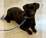 Small #1 Dachshund Mix