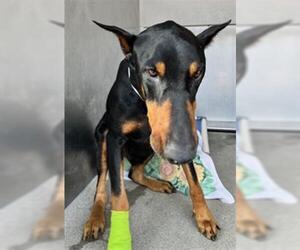 Doberman Pinscher Dogs for adoption in Downey, CA, USA