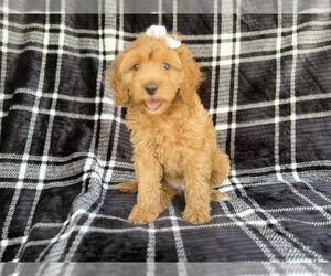Cock-A-Poo Puppy for sale in LAKELAND, FL, USA