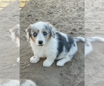 Image preview for Ad Listing. Nickname: Lolas Bluie Mer