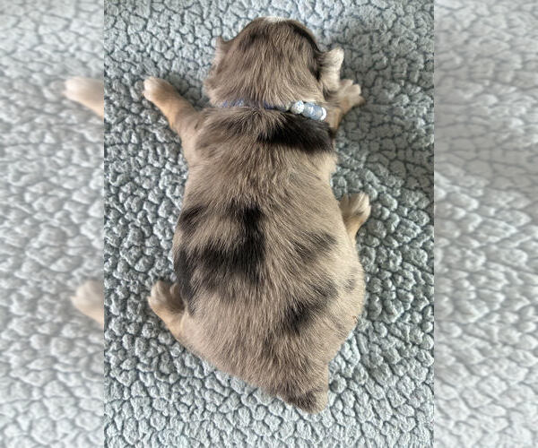 Medium Photo #2 Chihuahua Puppy For Sale in NEWVILLE, PA, USA